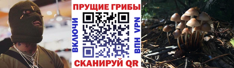 Галлюциногенные грибы MAGIC MUSHROOMS  купить наркоту  Глазов 